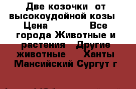 Две козочки  от высокоудойной козы › Цена ­ 20 000 - Все города Животные и растения » Другие животные   . Ханты-Мансийский,Сургут г.